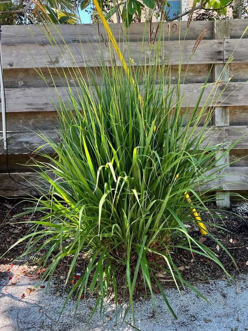Plant Fakahatchee Grass For Big Native Texture Year After Year