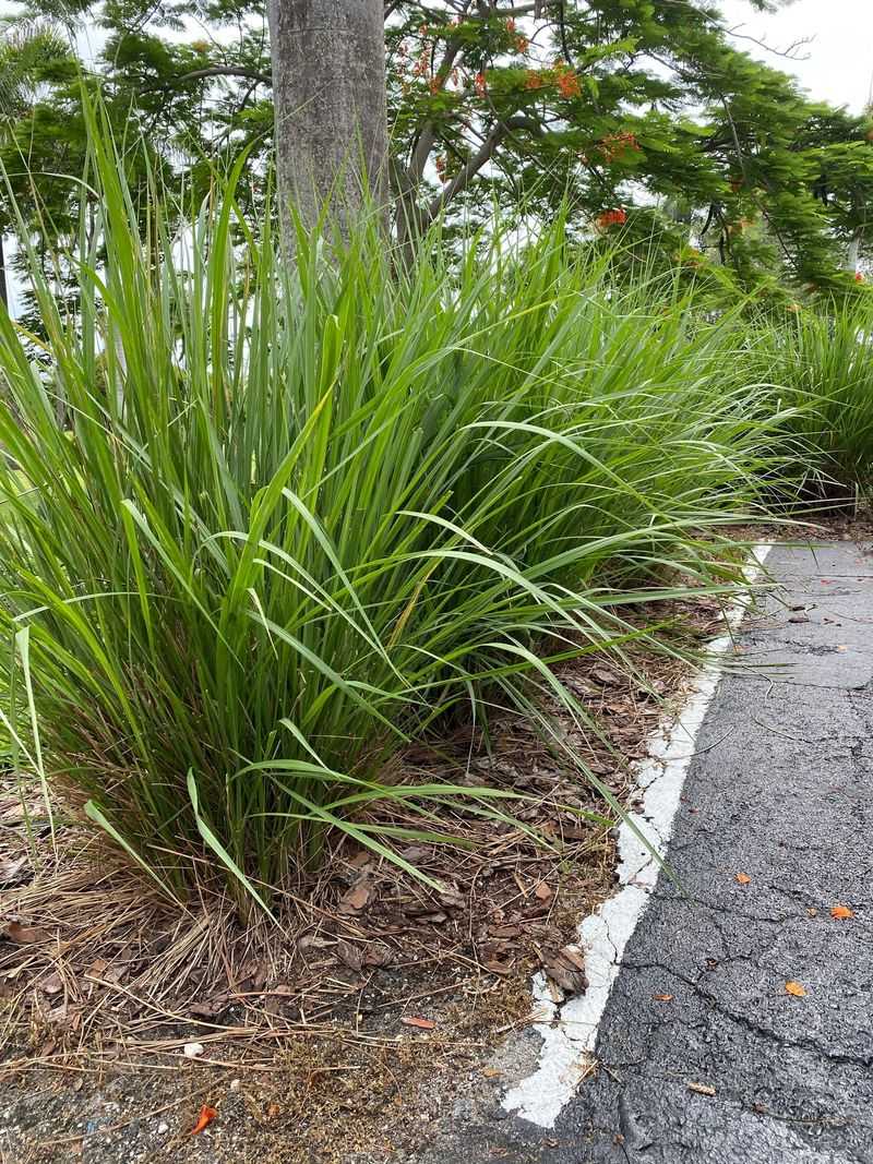 Plant Fakahatchee Grass For Native Coastal Structure Plant Fakahatchee Grass For Native Coastal Structure