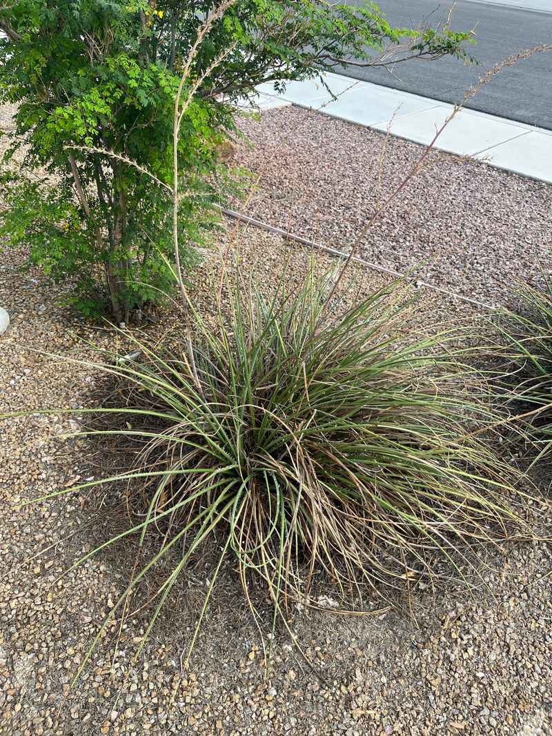 Plant Fakahatchee Grass For Texture Plant Fakahatchee Grass For Texture