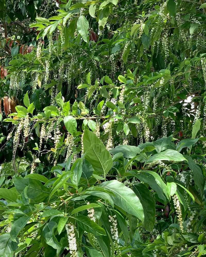 Plant Fiddlewood Where A Fragrant Native Screen Fits
