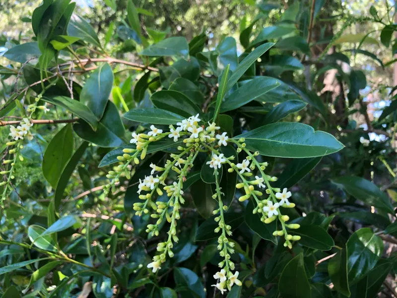 Plant Fiddlewood Where A Fragrant Native Screen Fits Plant Fiddlewood Where A Fragrant Native Screen Fits