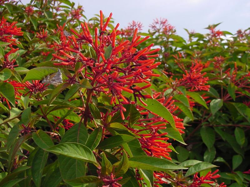 Plant Firebush For Red Summer Color That Pollinators Notice