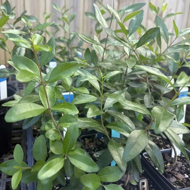 Plant Florida Privet For A Softer Native Hedge Plant Florida Privet For A Softer Native Hedge