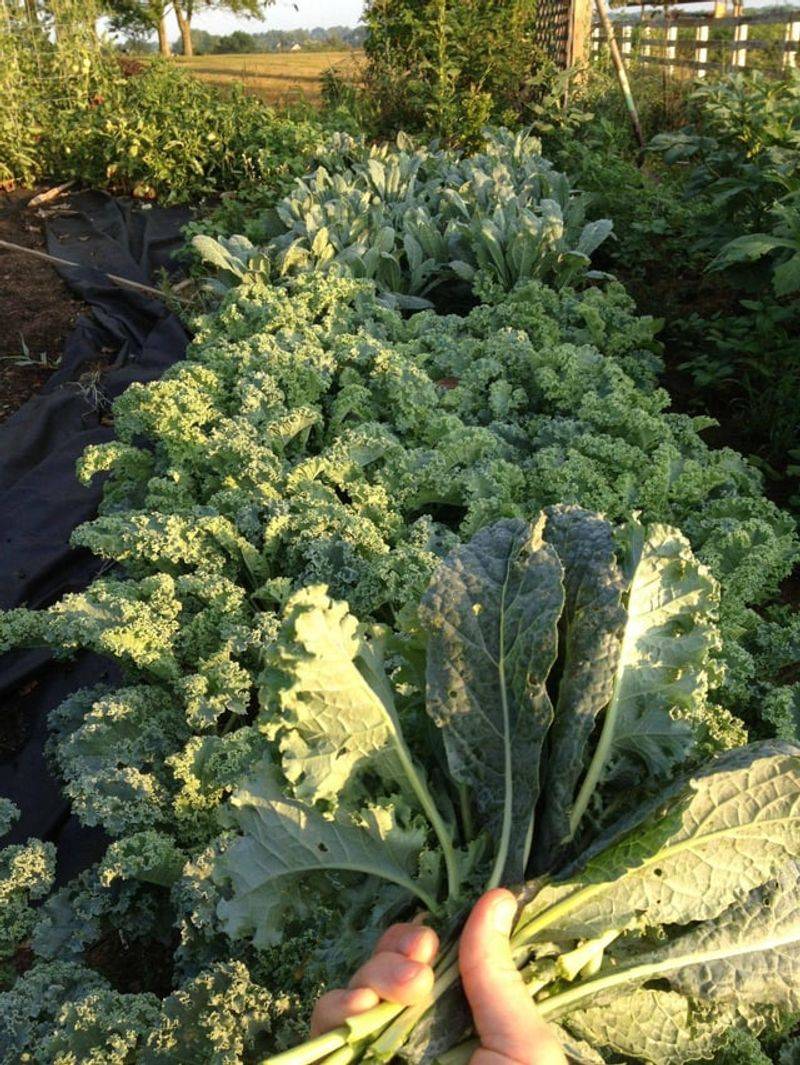 Plant For A Fall Harvest In July And August Plant For A Fall Harvest In July And August