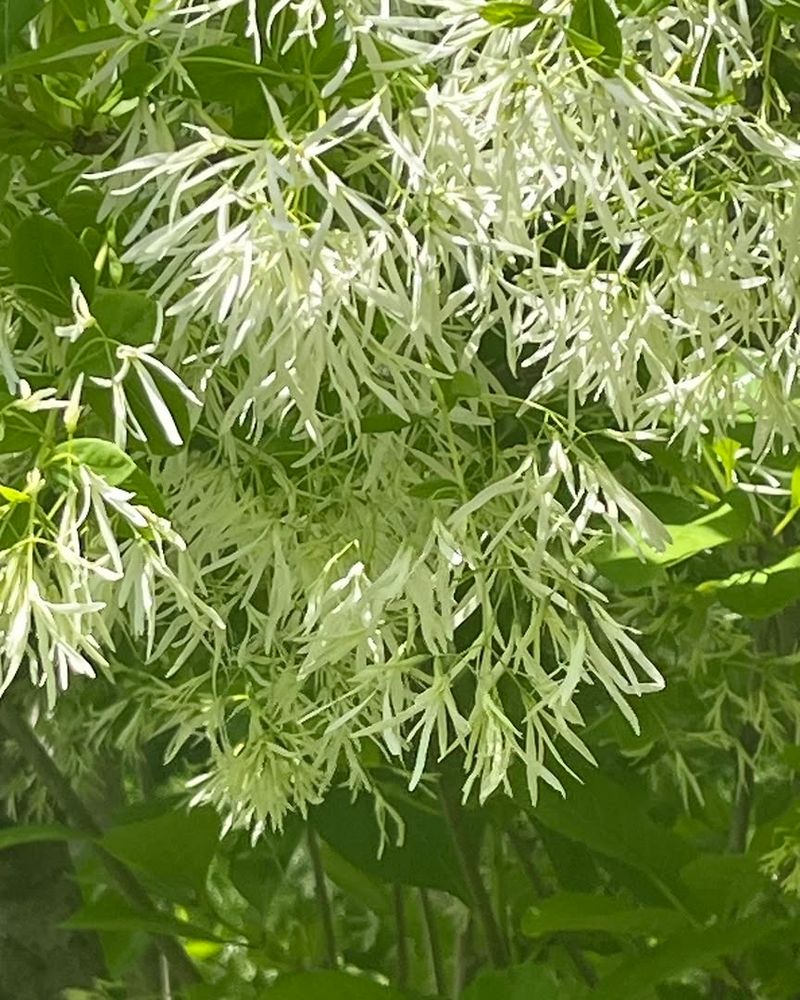 Plant Fringetree For Airy White Flowers Above A Garden Bed