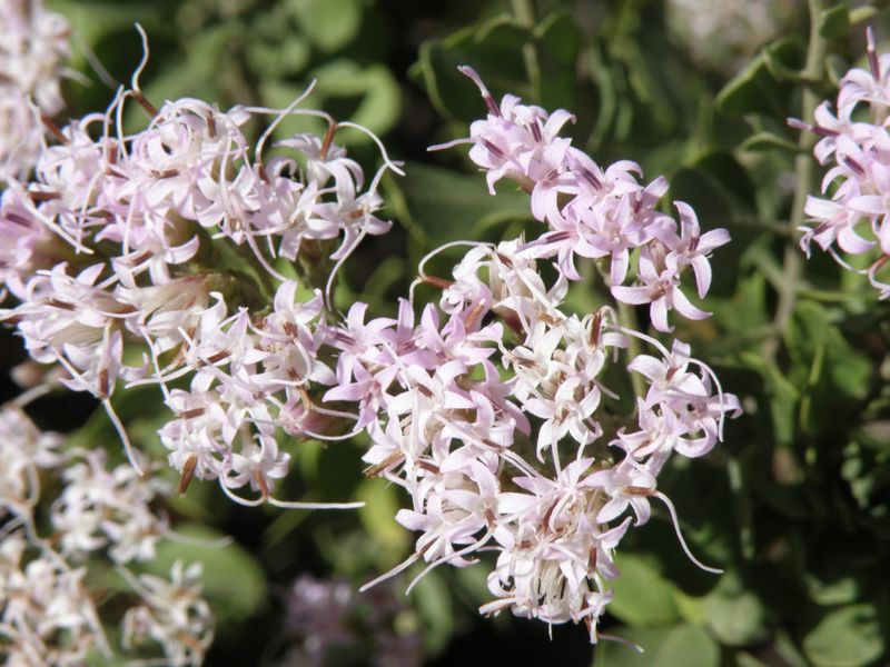 Plant Garberia For A Scrub Shrub That Laughs At Sand Plant Garberia For A Scrub Shrub That Laughs At Sand