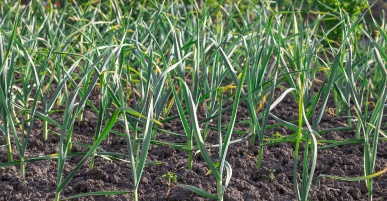 Plant Garlic In Fall For The Best Summer Harvest In Illinois