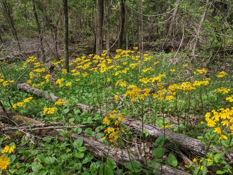 Plant Golden Ragwort For Fast Spring Cover Plant Golden Ragwort For Fast Spring Cover