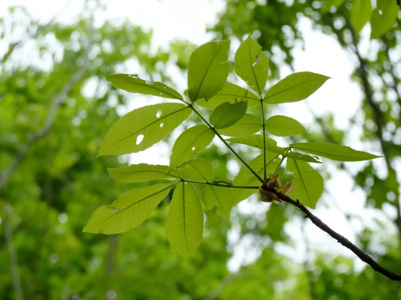 Plant Hickories First For Luna Moth Caterpillars