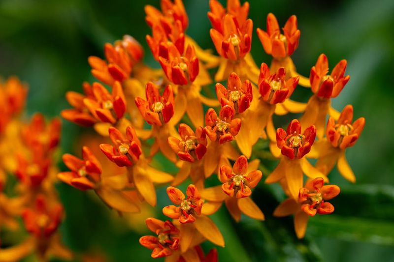 Plant Hot Orange Blooms Without Replanting Every Spring