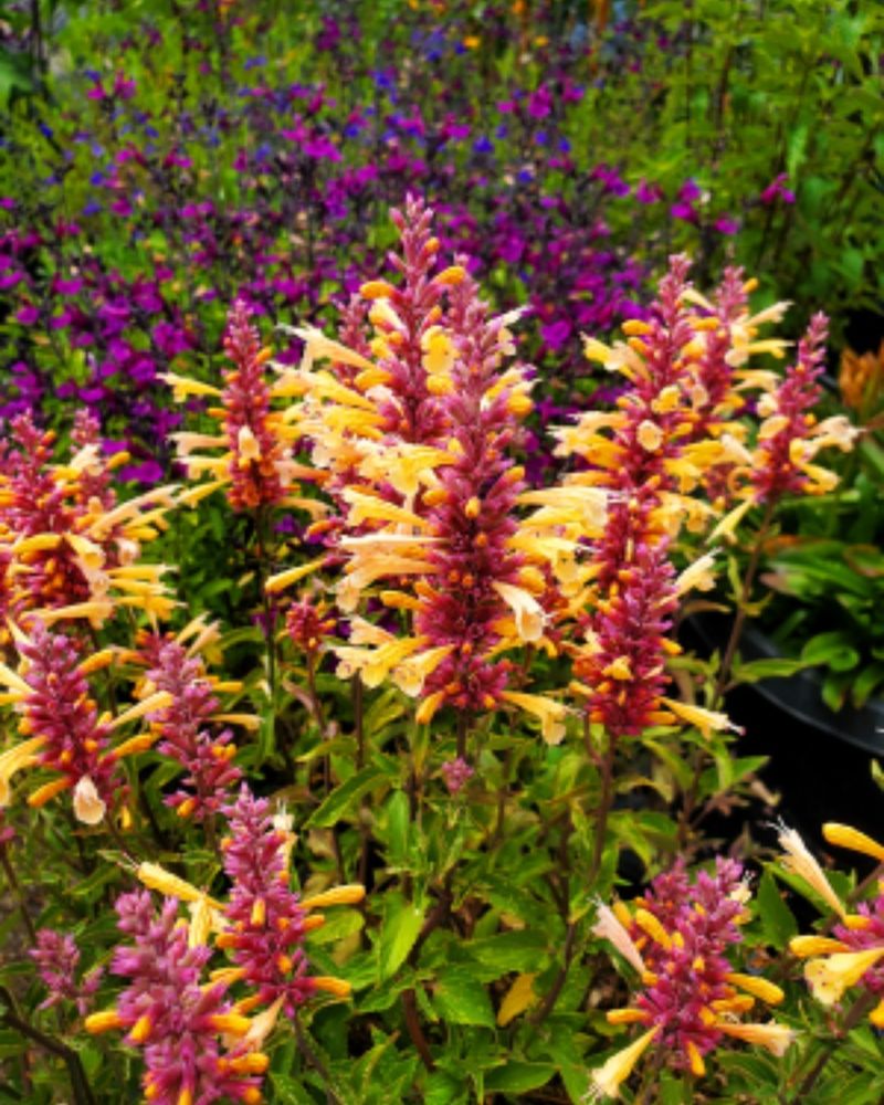 Plant Hummingbird Mint For Buzzing Summer Color