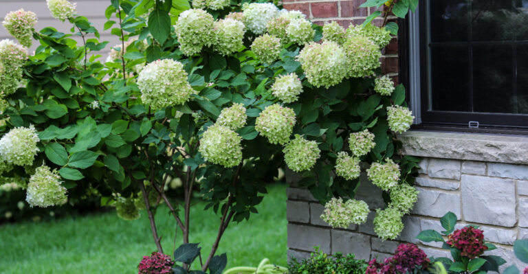 Plant Hydrangeas On The Right Side Of Your Oregon Home For Better Blooms