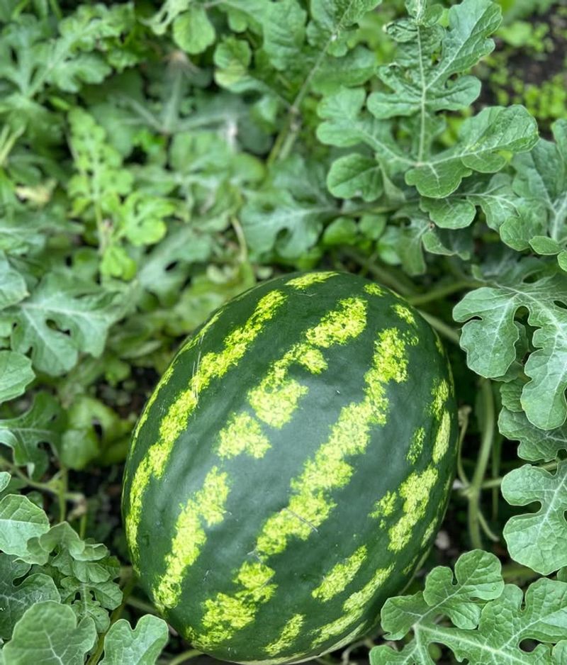 Plant In Full Sun With Well-Drained Soil