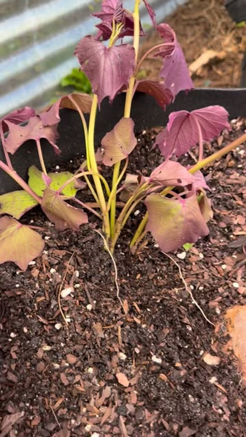 Plant In Loose Well-Drained Soil Plant In Loose Well-Drained Soil
