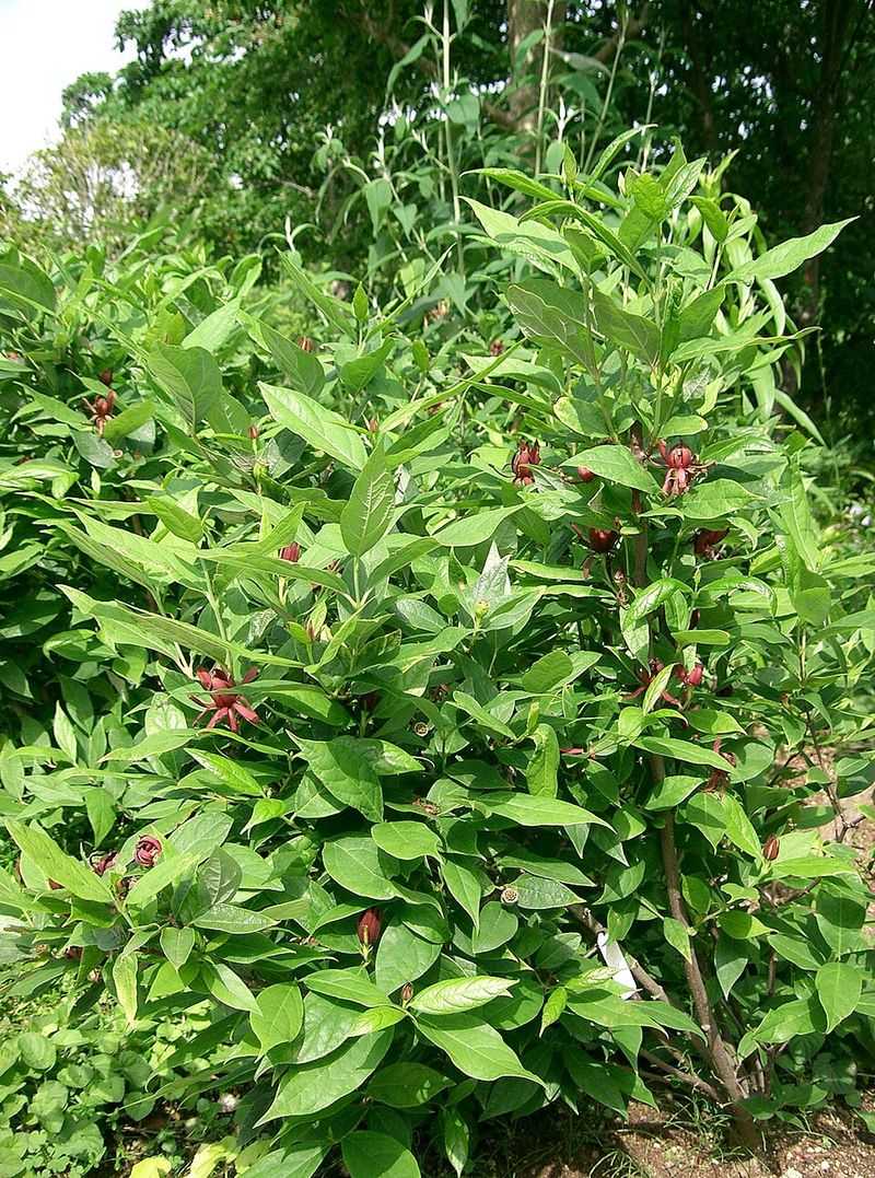 Plant In Soil That Drains Well After Rain