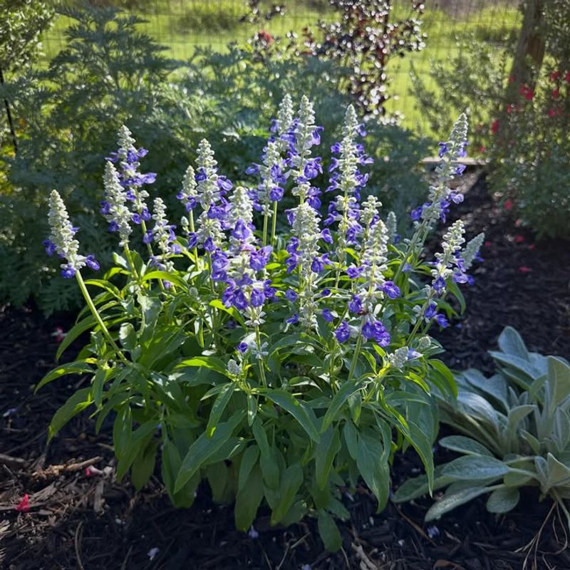 Plant It In Full Sun (At Least 6-8 Hours Daily)