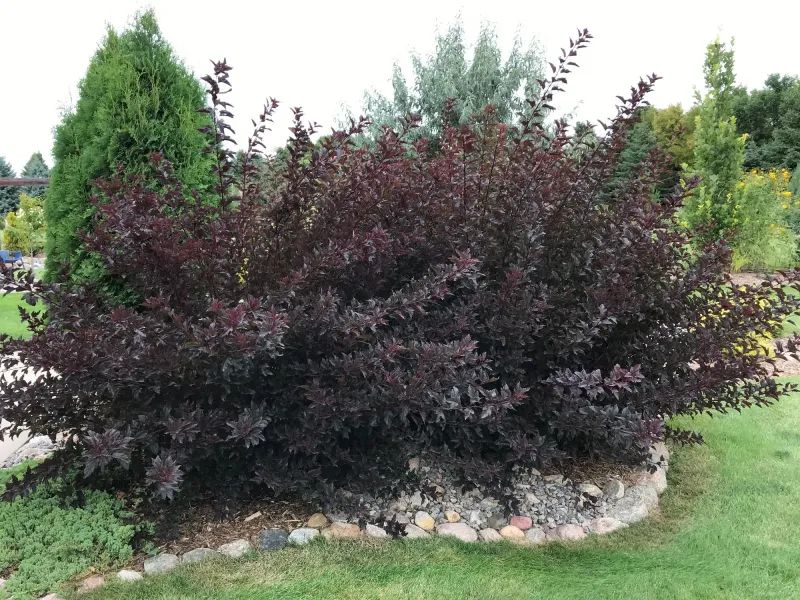 Plant It Where Fast Screening Matters Most
