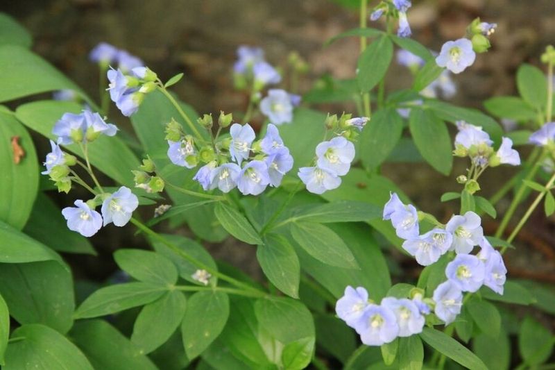 Plant Jacob's Ladder For Soft Blue Spring Flowers Plant Jacob's Ladder For Soft Blue Spring Flowers