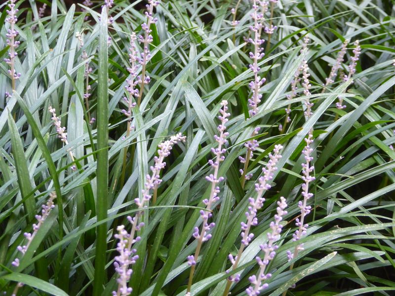 Plant Liriope For Neat Edges Plant Liriope For Neat Edges