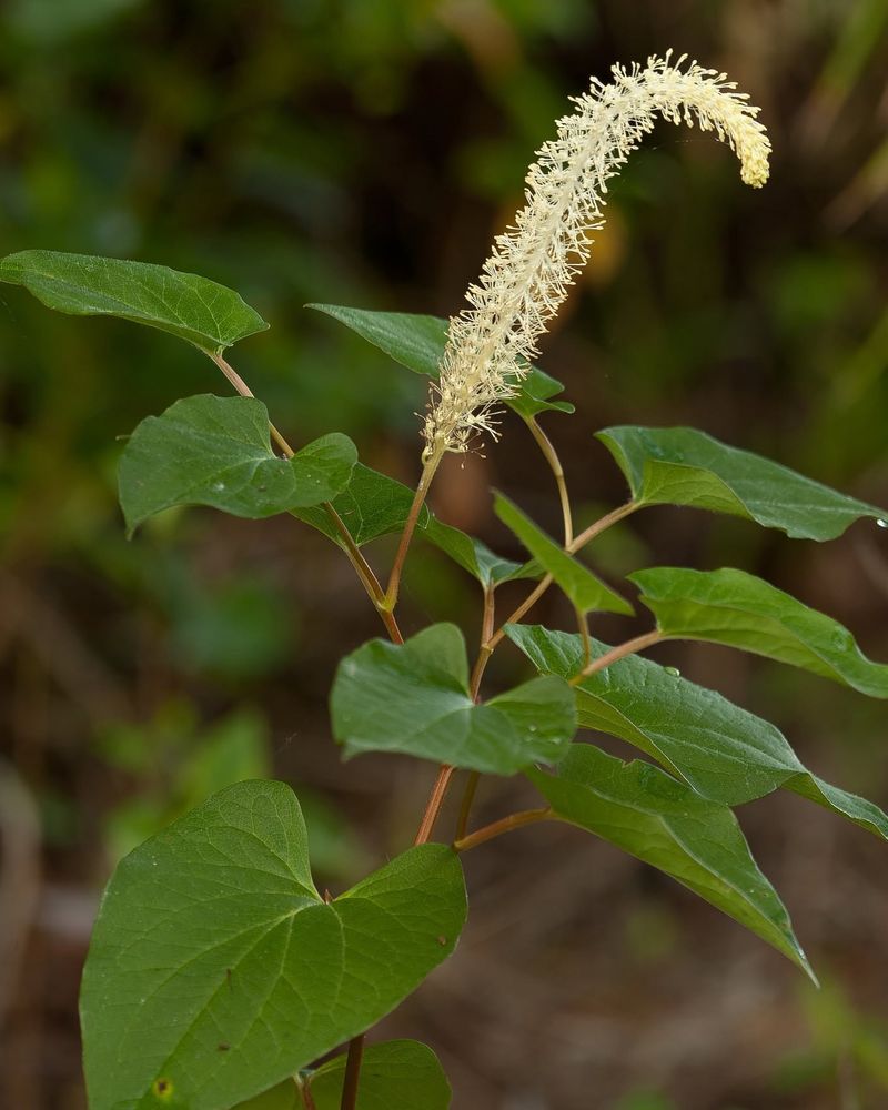 Plant Lizard's Tail In Moist Naturalized Edges