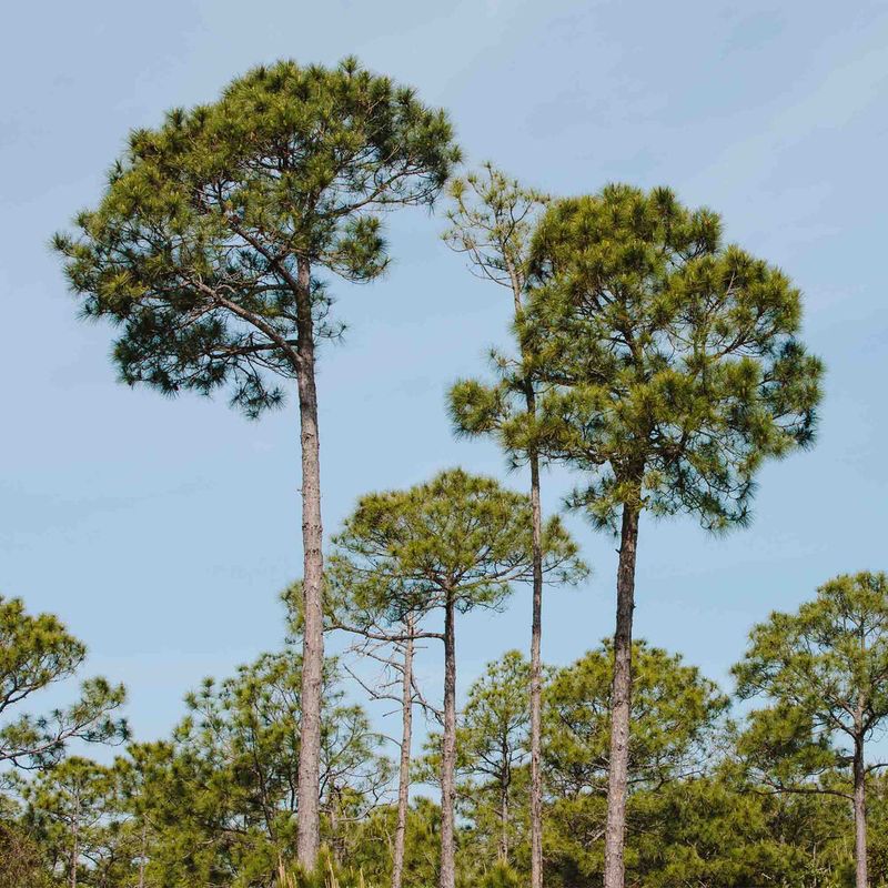 Plant Longleaf Pine For Fire-Adapted Wildlife Habitat