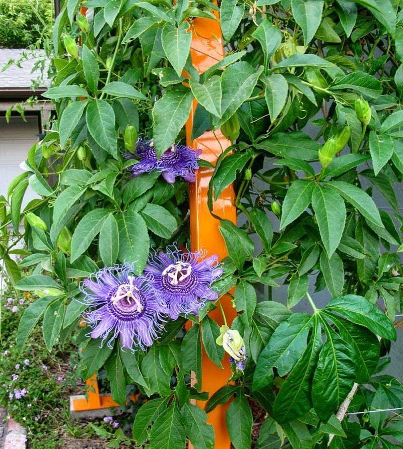 Plant Maypop On A Bright Shaded Fence Or Trellis Plant Maypop On A Bright Shaded Fence Or Trellis