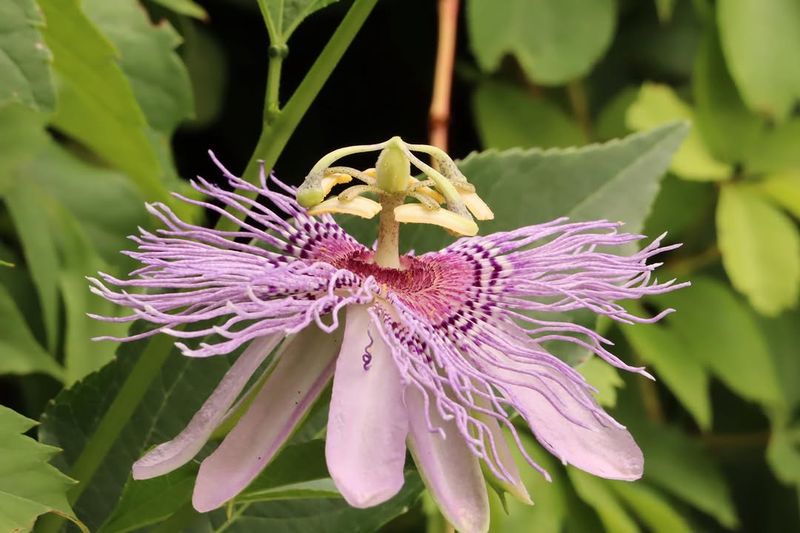 Plant Maypop Passionvine For Butterflies Plant Maypop Passionvine For Butterflies