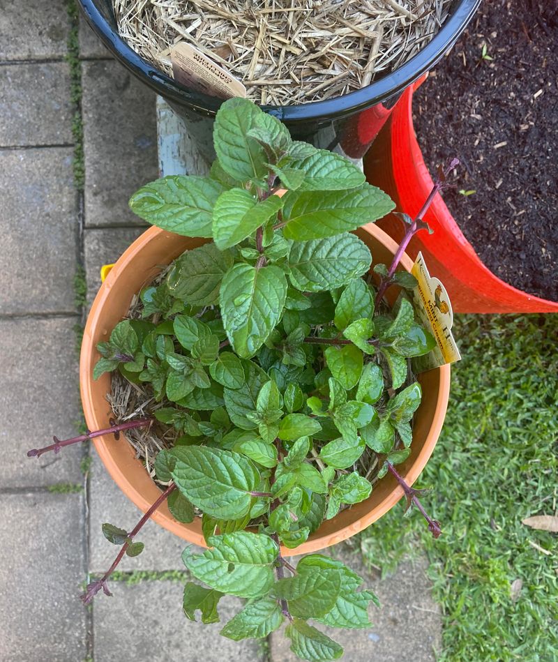 Plant Mint In Containers Near Problem Edges