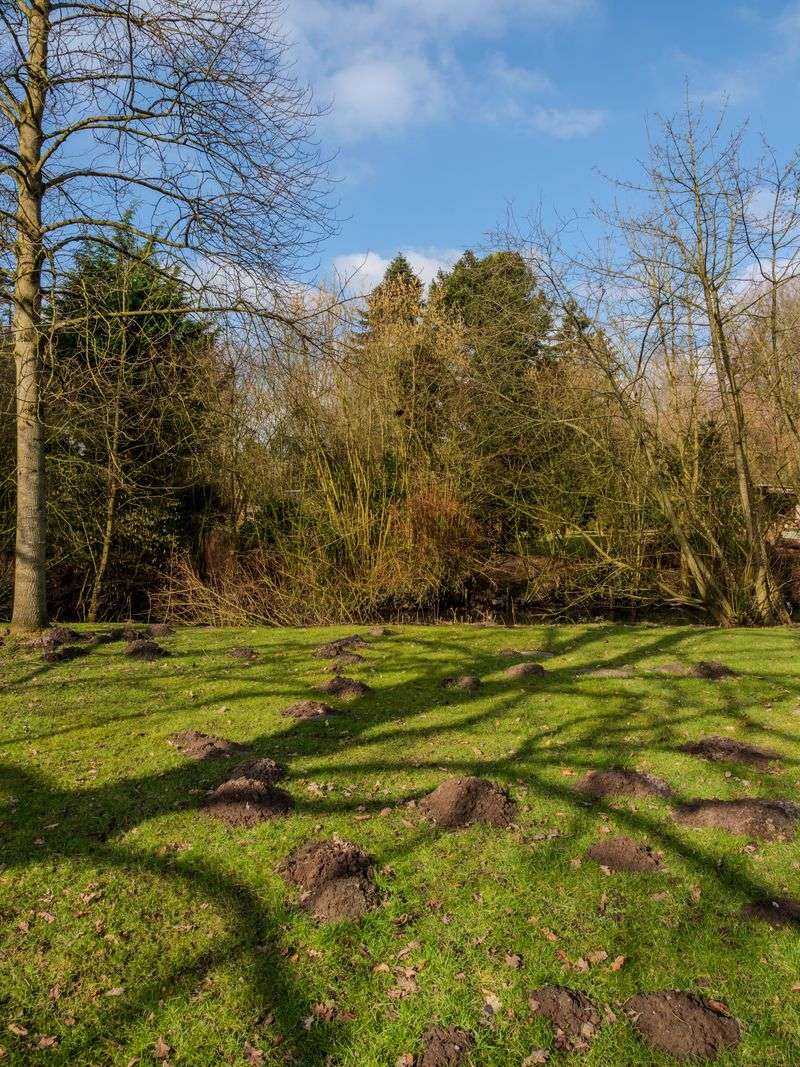 Plant Mole-Repelling Plants Along Your Yard's Perimeter