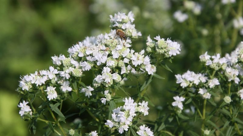 Plant Mountain Mint Where Deer Pressure Is A Problem