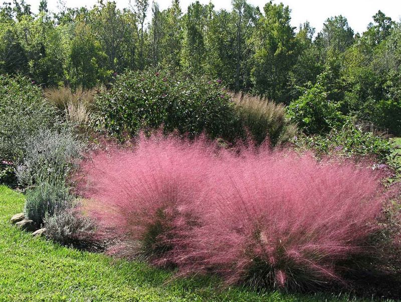 Plant Muhly Grass For Wind Swept Texture That Returns