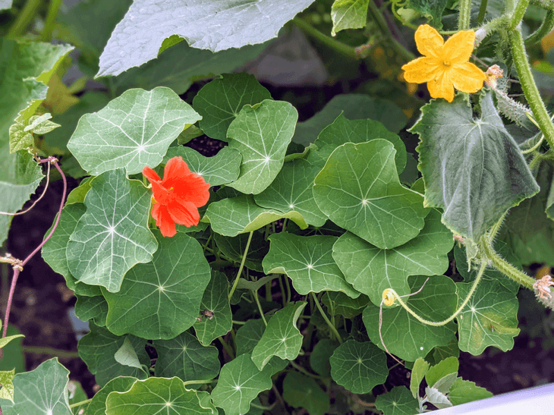 Plant Nasturtiums Around Squash To Distract Aphids