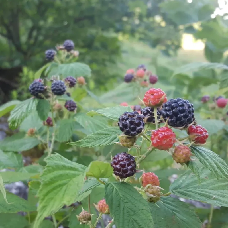 Plant Native Blackberry Where Yard Edges Can Grow Wild