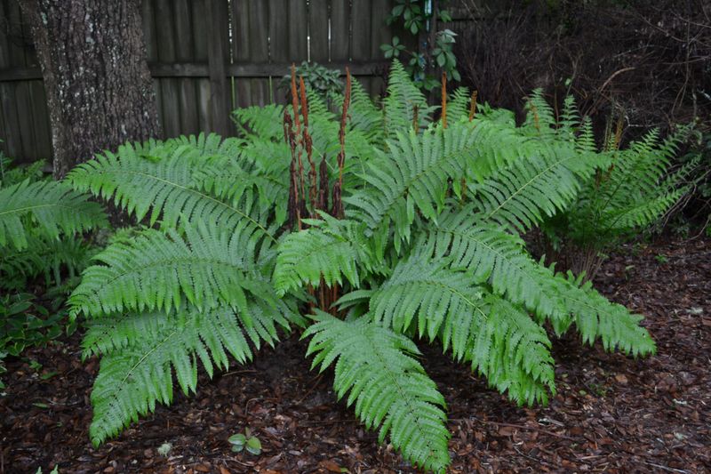 Plant Native Ferns Instead Of Letting Leaf Litter Build Plant Native Ferns Instead Of Letting Leaf Litter Build