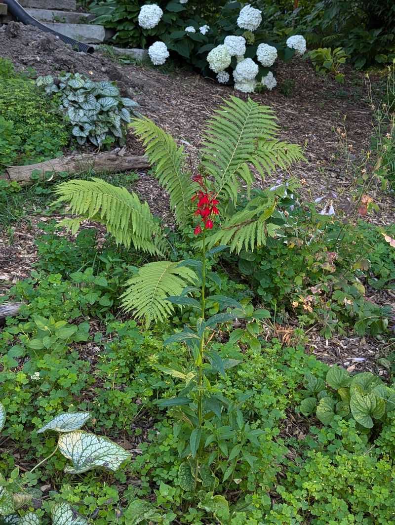 Plant Native Ferns Where They Fit