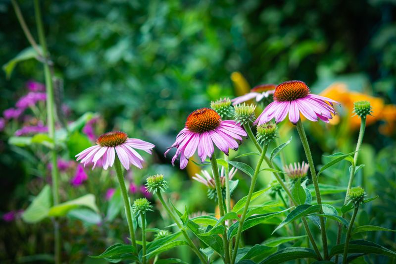 Plant Native Flowering Shrubs And Perennials