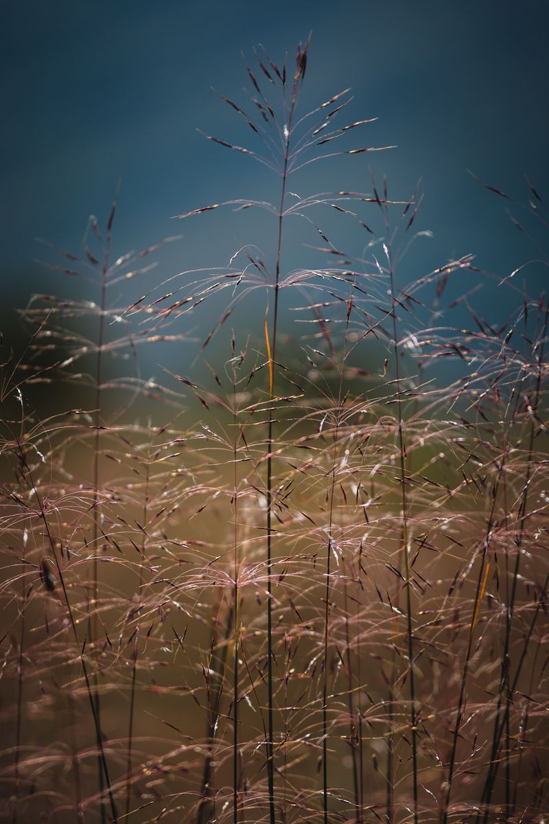 Plant Native Grasses Along Your Yard's Edge Plant Native Grasses Along Your Yard's Edge