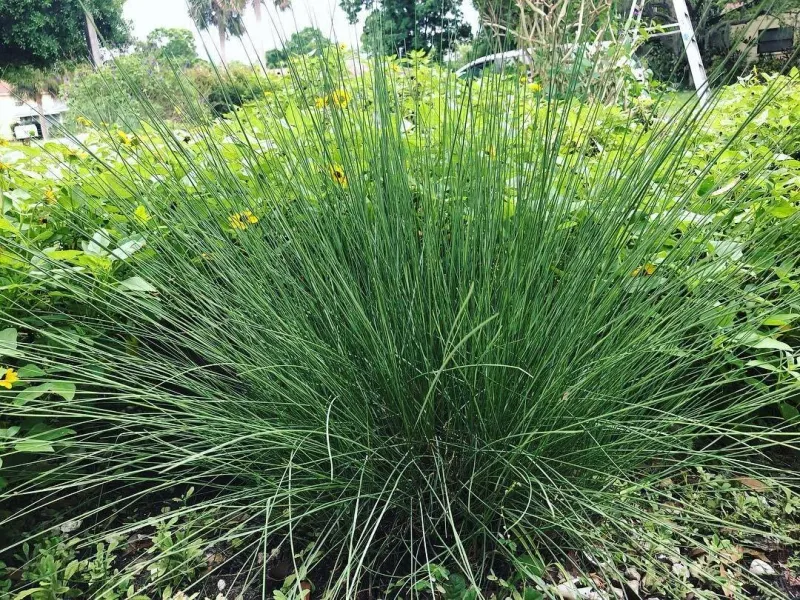 Plant Native Grasses Around Dark Yard Edges