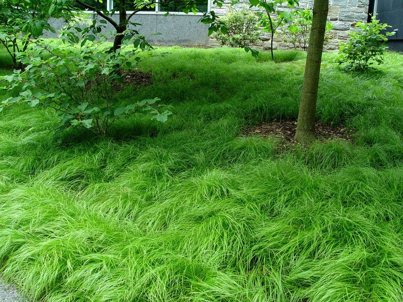 Plant Native Ground Covers