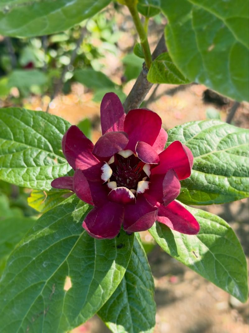 Plant Native Sweetshrub For Fragrant Summer Blooms