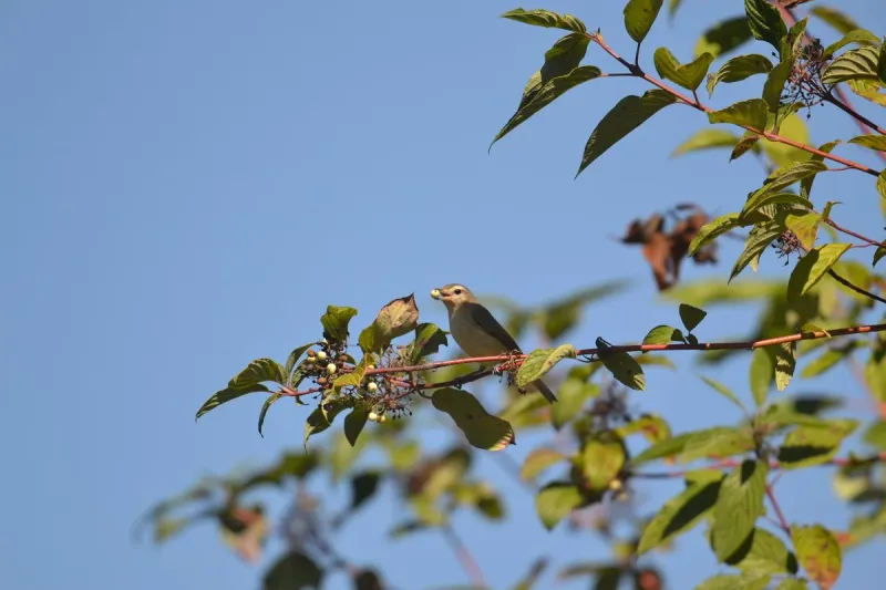 Plant Native Trees And Shrubs