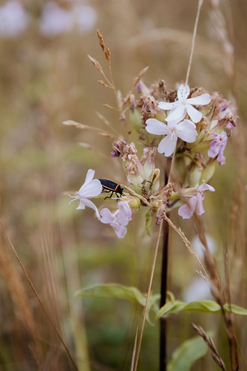 Plant Native Virginia Species In Your Yard Plant Native Virginia Species In Your Yard
