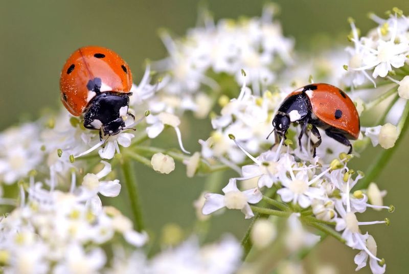 Plant Nectar And Pollen-Rich Flowers