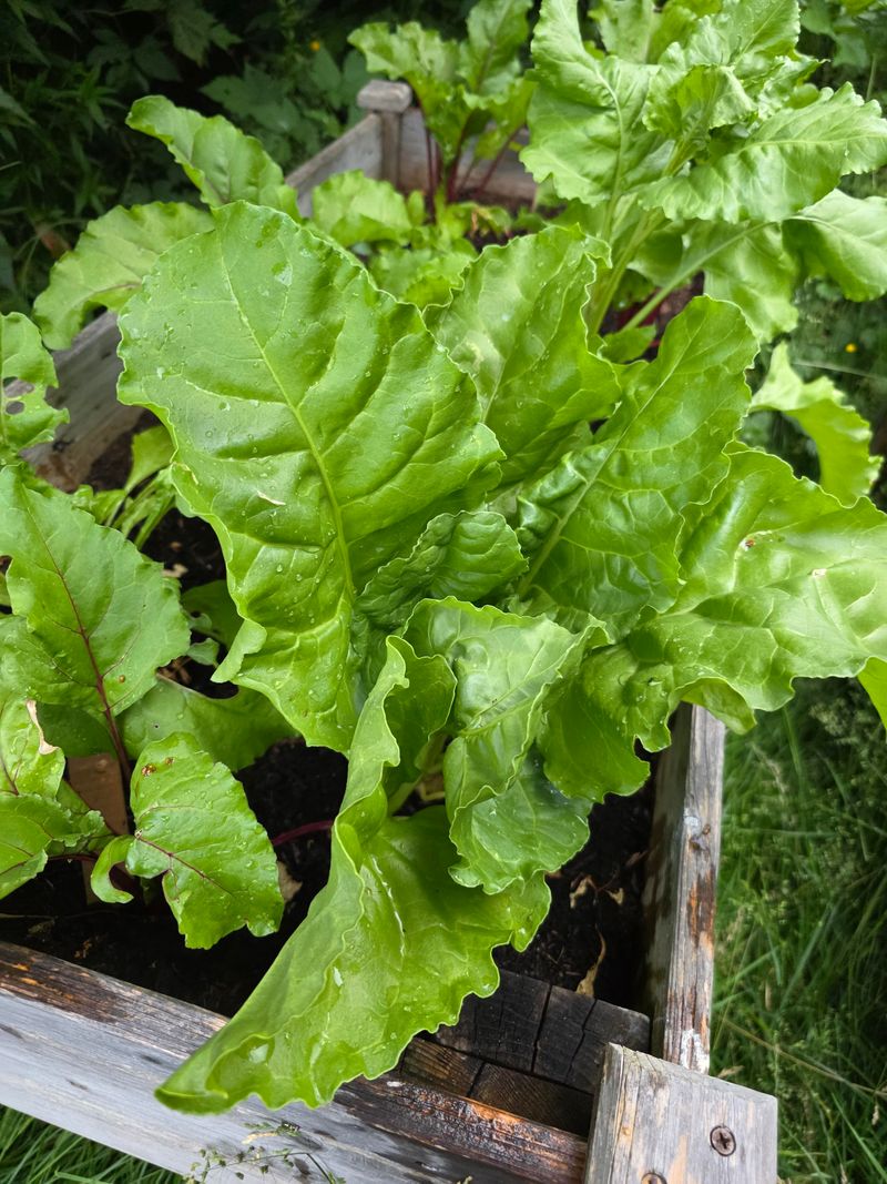 Plant New Zealand Spinach For Heat Plant New Zealand Spinach For Heat