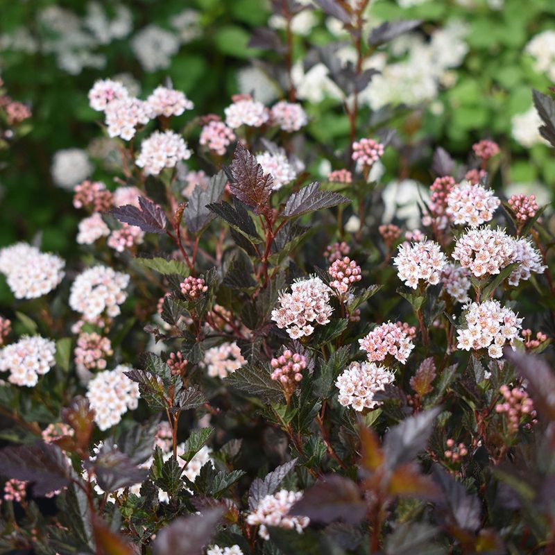 Plant Ninebark For Native Structure Beyond Fall Color