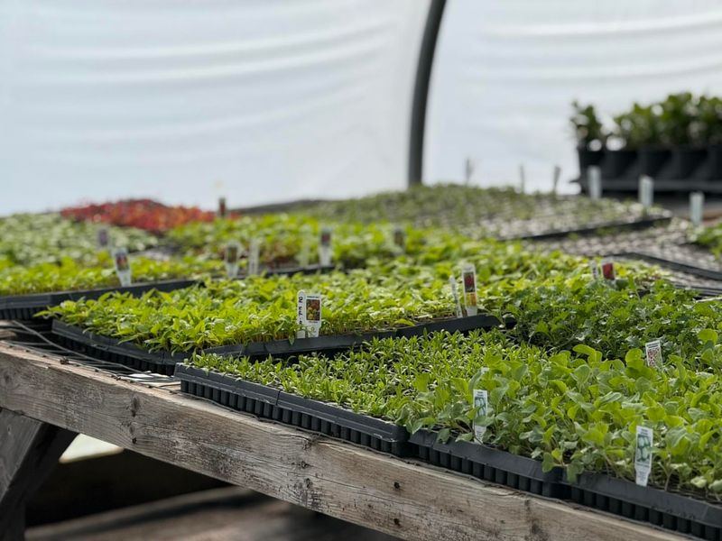 Plant Now To Avoid Reduced Growth As Heat Becomes Constant