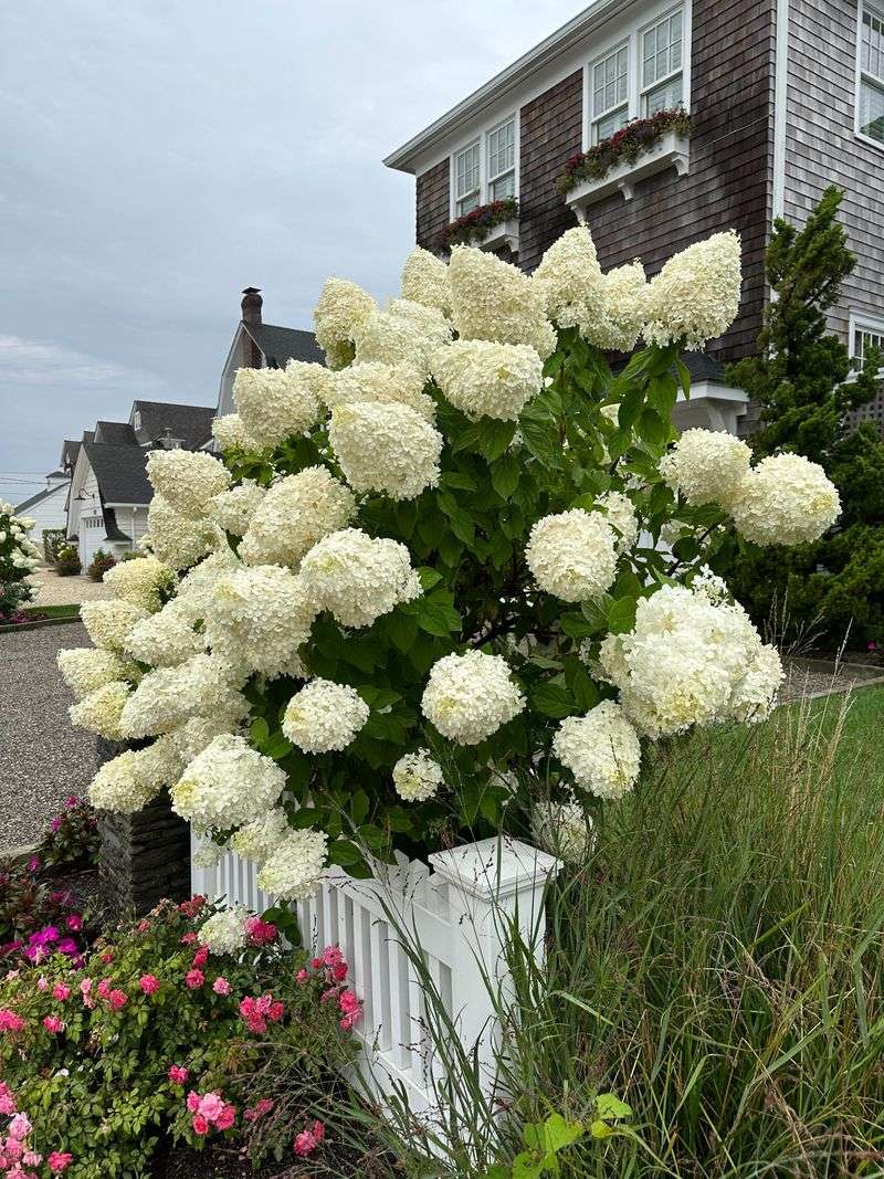 Plant Oakleaf Hydrangea For Four Season Beauty Plant Oakleaf Hydrangea For Four Season Beauty
