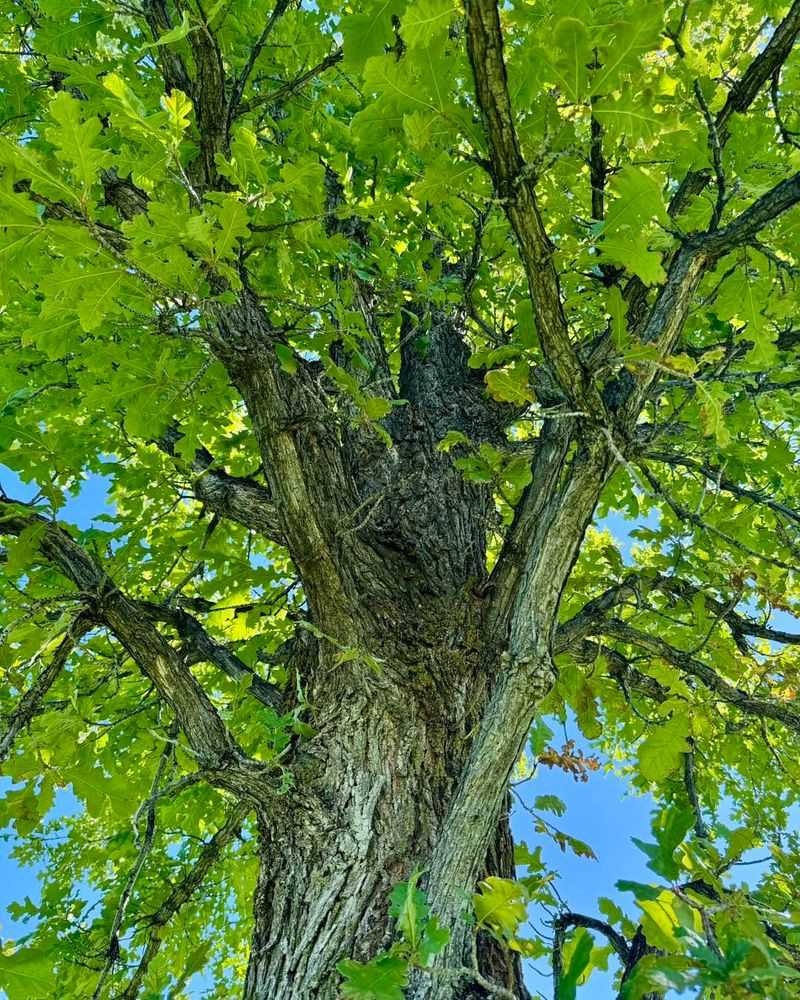 Plant One Tree For Shade That Outlasts A Heat Wave