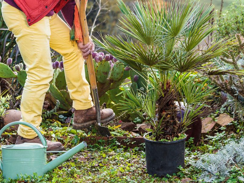 Plant Palms In Warm, Rainy Weather