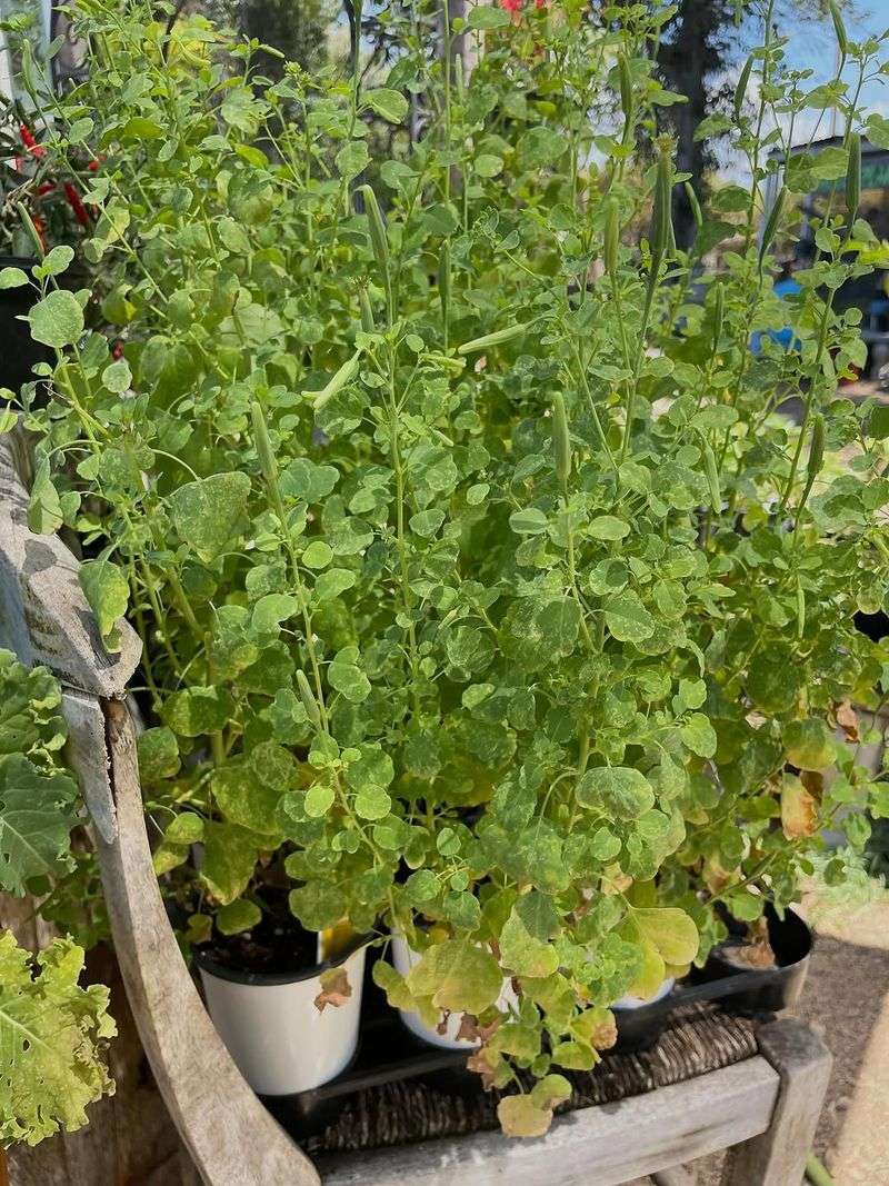 Plant Papalo For A Summer Cilantro Stand In